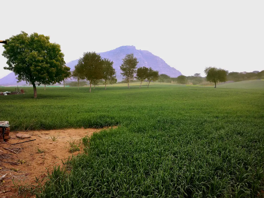 Wheat fields at village Mehra with an Aravalli hill behind, Haryana (representative image)