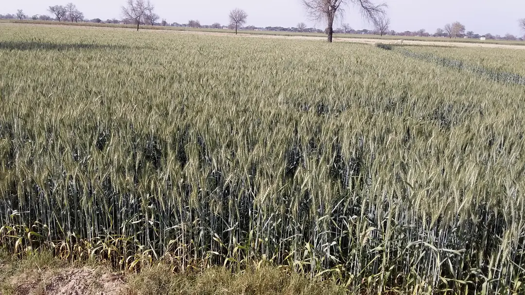 Wheat fields in Haryana (representative image)